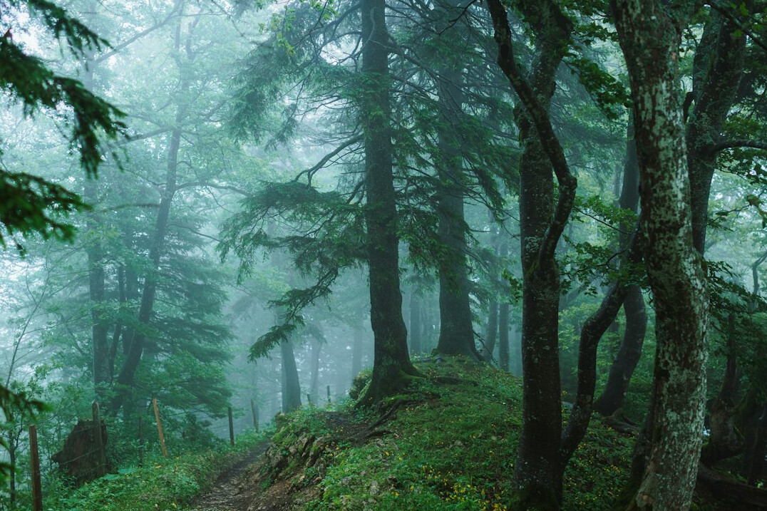 foggy forest path