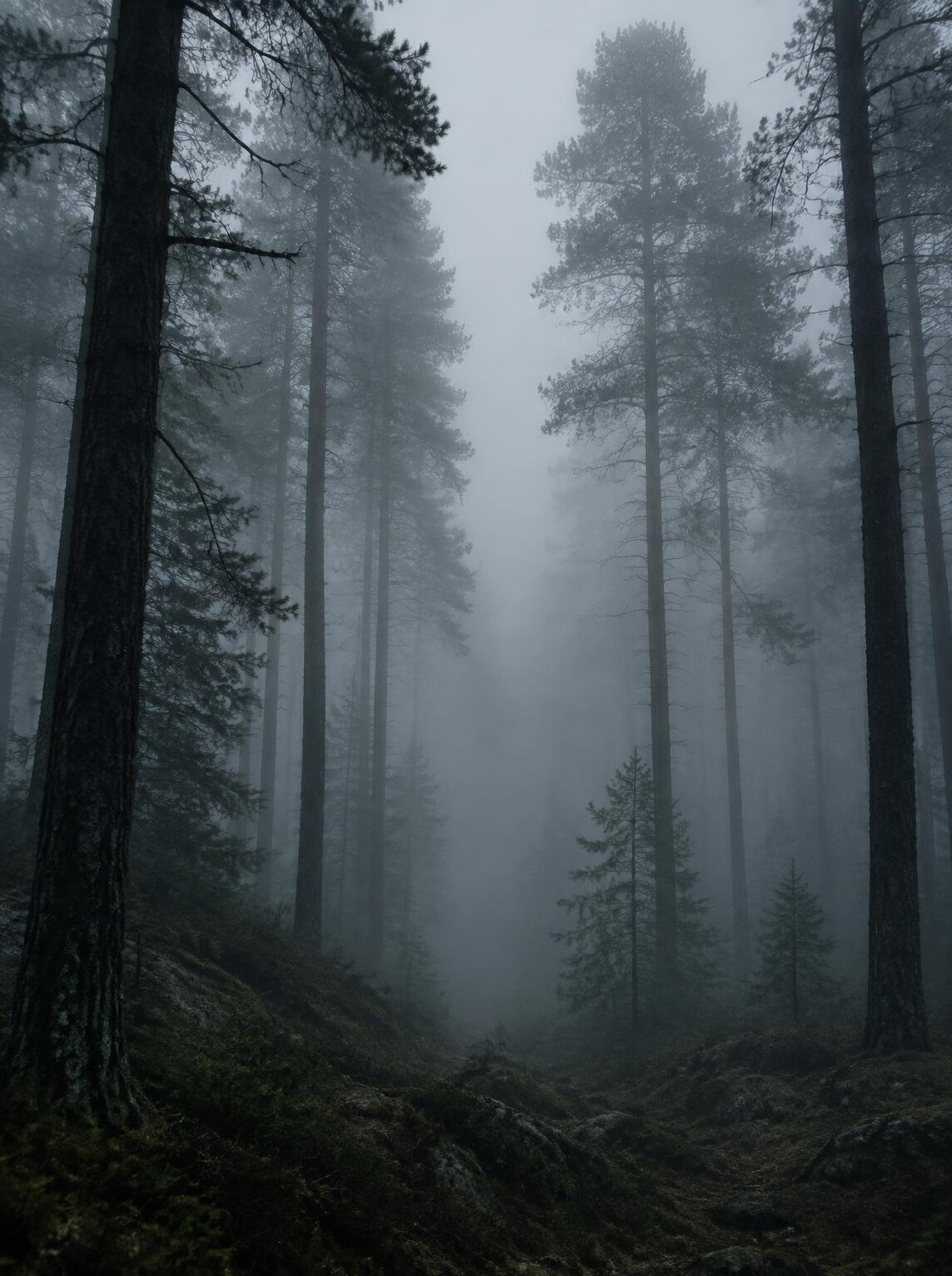 Foggy pine forest at dawn suitable for a mystery book cover
